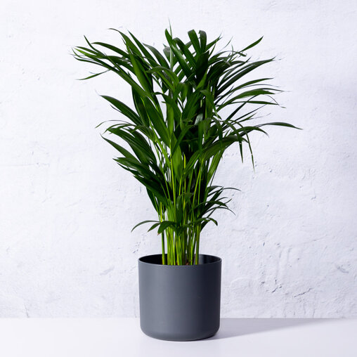 Kamerpalm in Elho pot